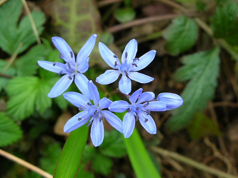 Scilla bifolia / Scilla silvestre